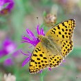 /album/perletovec-maly/a2015-08-03-71-jpg/
